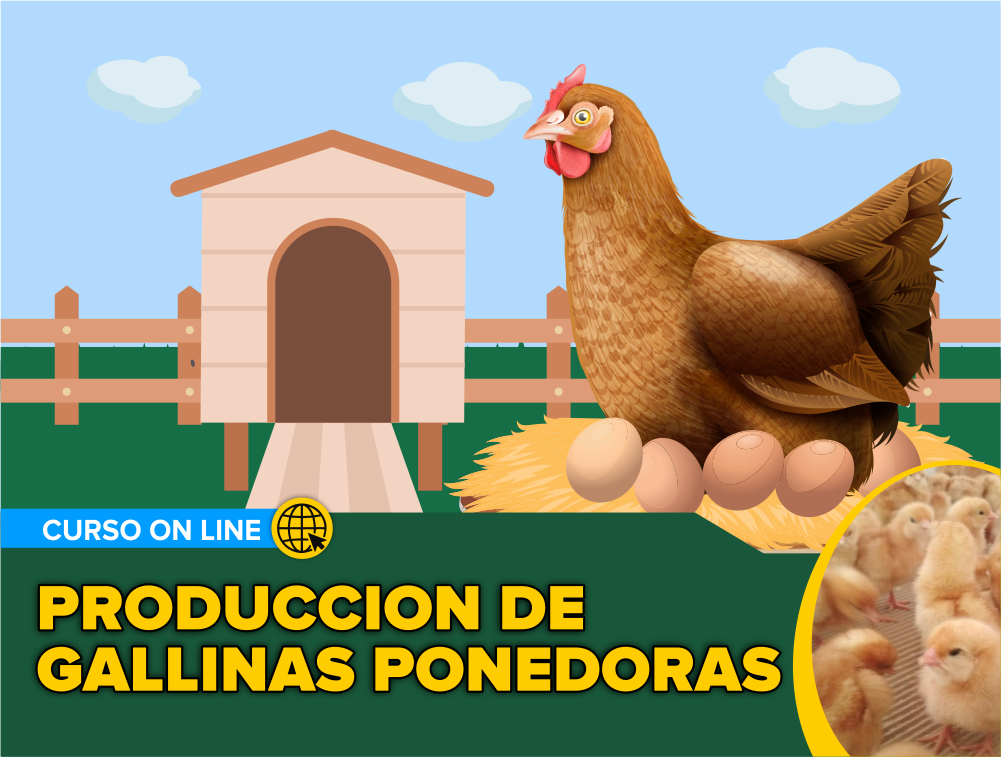 Curso On Line: Producción de Gallinas Ponedoras