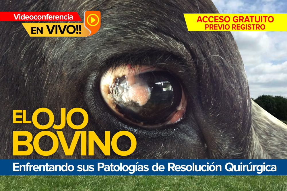 El Ojo Bovino: enfrentando sus patologías de resolución quirúrgica