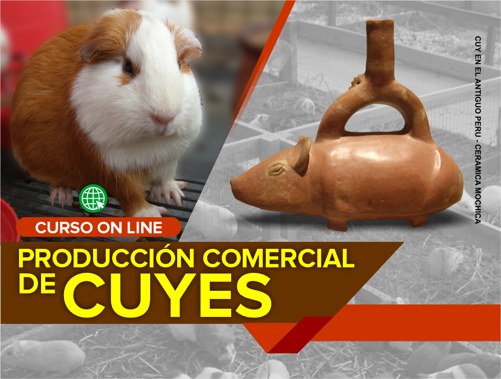 Curso On Line: Producción Comercial de Cuyes