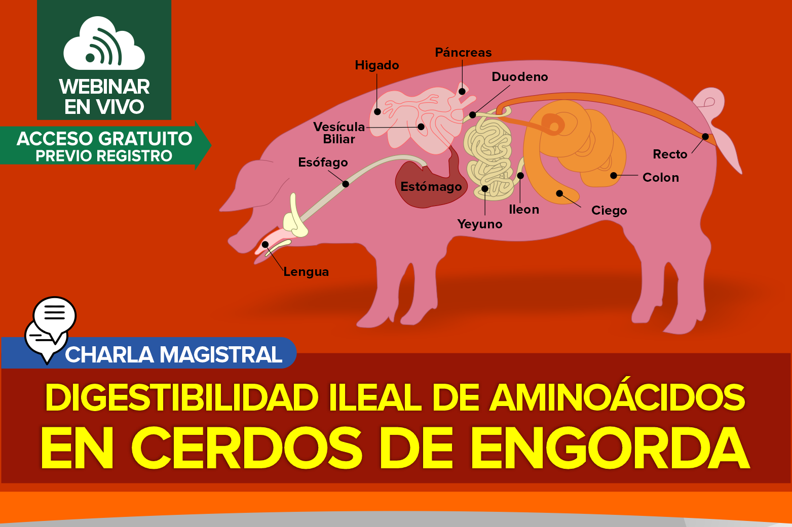 Digestibilidad Ileal de Aminoácidos en Cerdos de Engorda