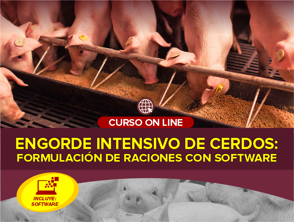 Curso On Line: Engorde Intensivo de Cerdos – Formulación de Raciones con Software