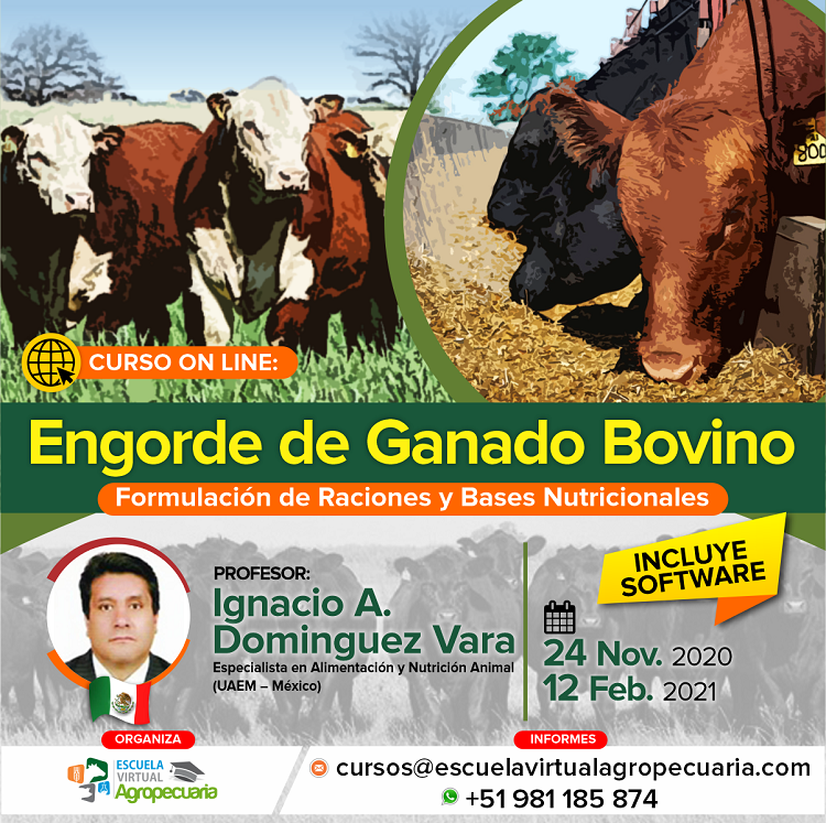 Curso On Line: Engorde de Ganado Bovino – Formulación de Raciones y Bases Nutricionales – Escuela Virtual Agropecuaria Curso On Line: Engorde de Ganado Bovino – Formulación de Raciones y Bases Nutricionales – Escuela Virtual Agropecuaria