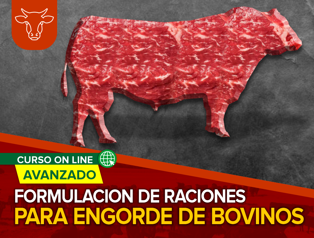 Curso On Line – AVANZADO: Formulación de Raciones para Engorde de Bovinos