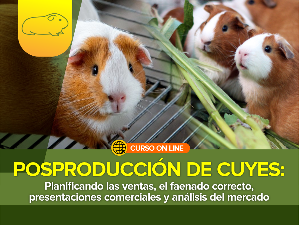 Curso On Line: Posproducción de Cuyes