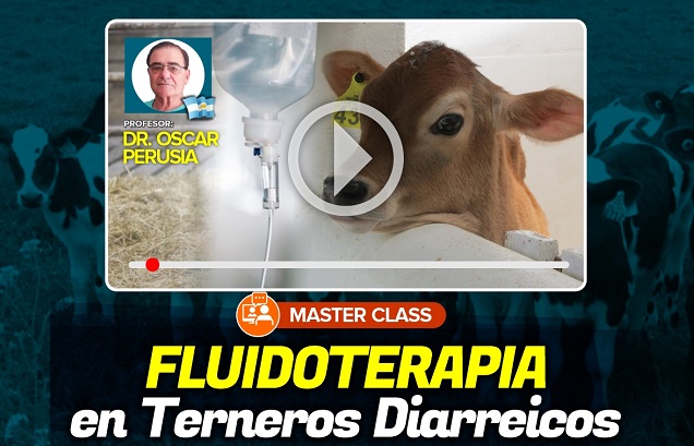 MASTER CLASS: Fluidoterapia en Terneros