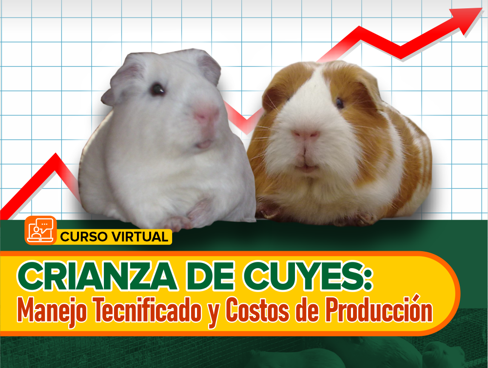 Curso On Line: Crianza de Cuyes – Manejo Tecnificado y Costos de Producción 2022